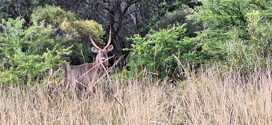 10 Bedroom Property for Sale in Swartruggens North West